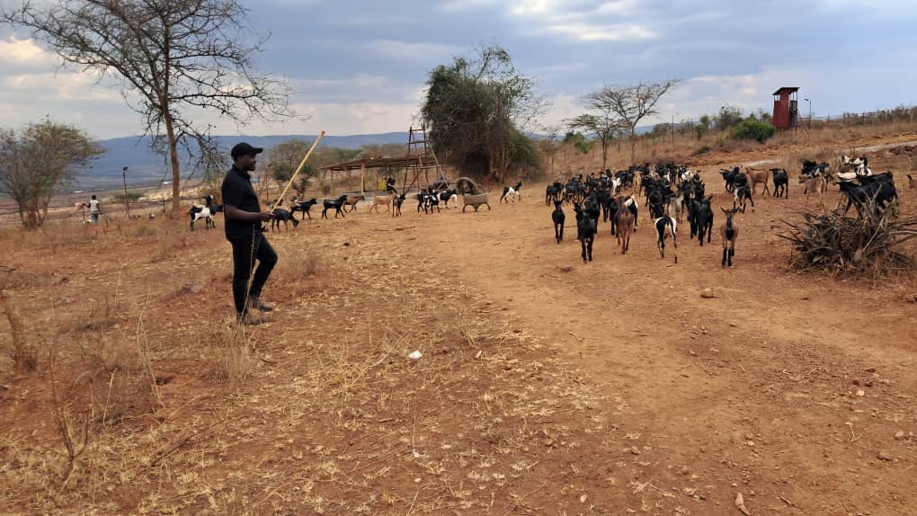 Sustainable Farming in Rwanda