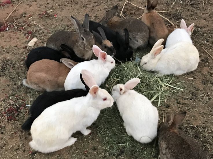 Rabbit Farming Benefits
